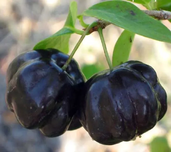 Brazilian_Hybrid_Black_Cherry_Fruit_Plant