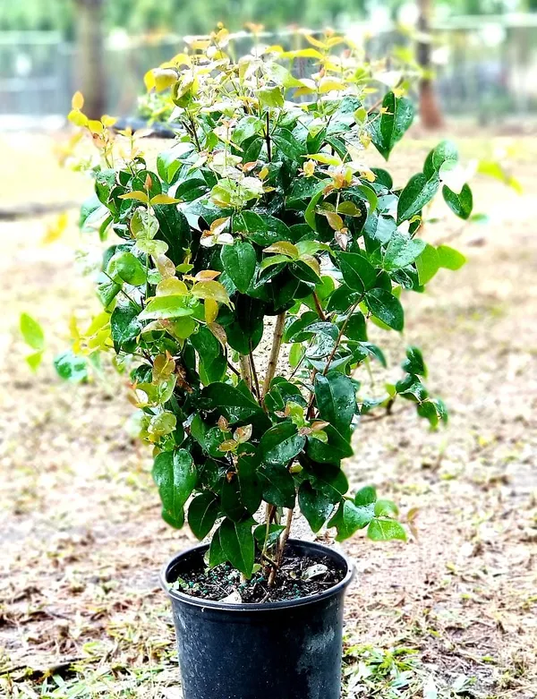 Brazilian_Hybrid_Black_Cherry_Fruit_Plant