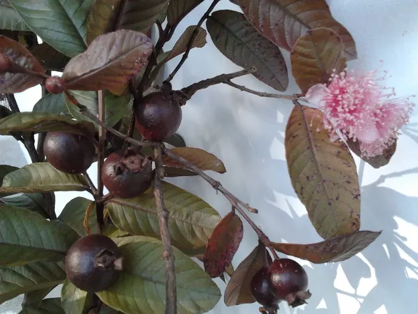 Black_Dimond_Guava_Plant_&_Tree_(1.5-3.5_Ft_Hight)_For_Sweet_Home_Gardening_2_Years_Old_Black_Dimond_Guava__Plant__Hybrid
