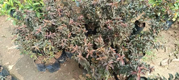 Black_Dimond_Guava_Plant_&_Tree_(1.5-3.5_Ft_Hight)_For_Sweet_Home_Gardening_2_Years_Old_Black_Dimond_Guava__Plant__Hybrid