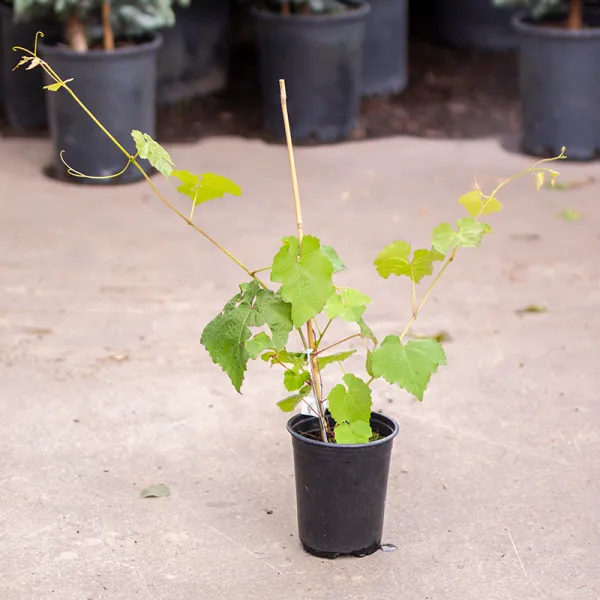 Sweet_Black_Grape_Plant|Black_Beauty__Healthy|Kala_Angoor_Plant.