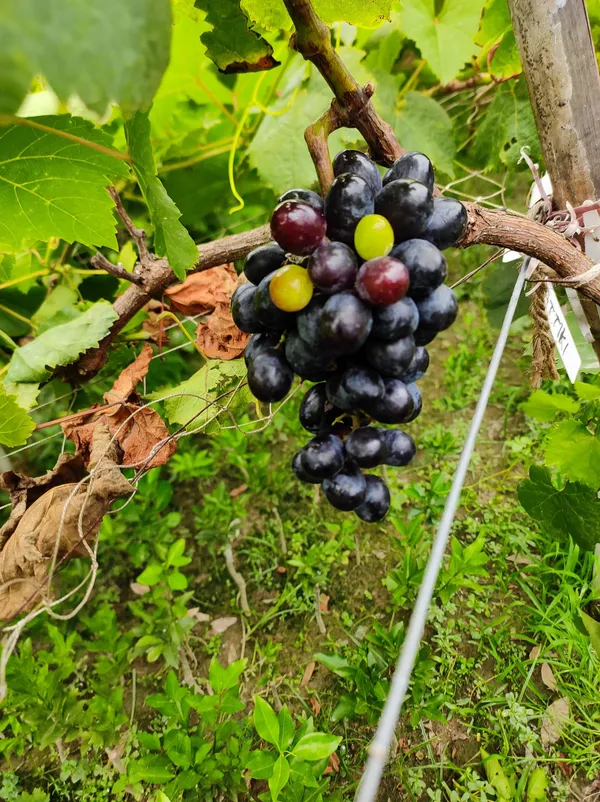 Sweet_Black_Grape_Plant|Black_Beauty__Healthy|Kala_Angoor_Plant.