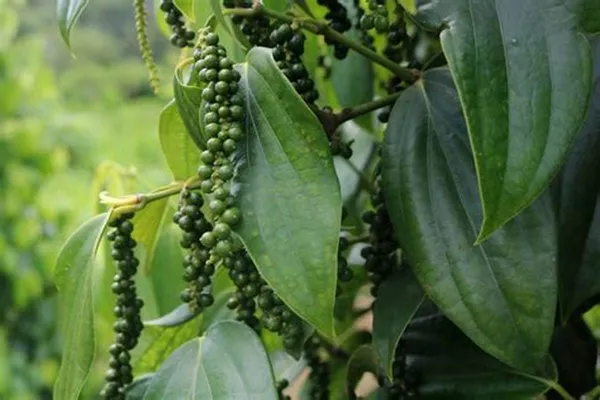 Vietnam_Black_Paper_Plant_Hybrid