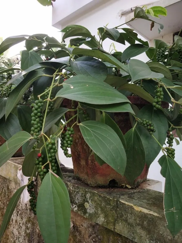 Black_Paper|Golmorich_Spices_Plant_&_Tree_(1.5-3.5_Ft_Size)_For_Home_Gardening_Black_Paper_Spices_Plant_Hybrid