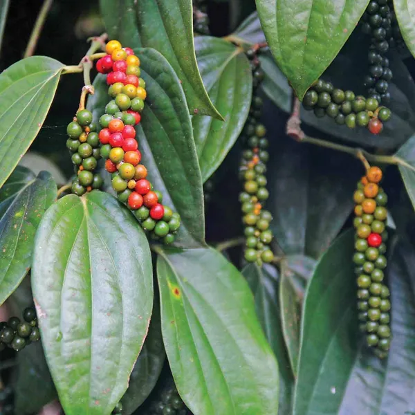 Black_Paper|Golmorich_Spices_Plant_&_Tree_(1.5-3.5_Ft_Size)_For_Home_Gardening_Black_Paper_Spices_Plant_Hybrid