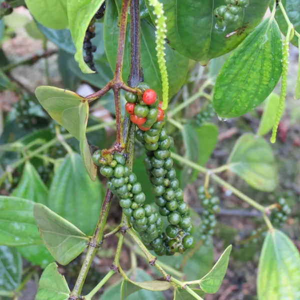 Black_Paper_Spices_Plant_&_Tree_(1.5-3.5_Ft_Hight)_For_Shrub|Bush|Home_Gardening_Black_Paper|Kalimirch__Plant_Hybrid