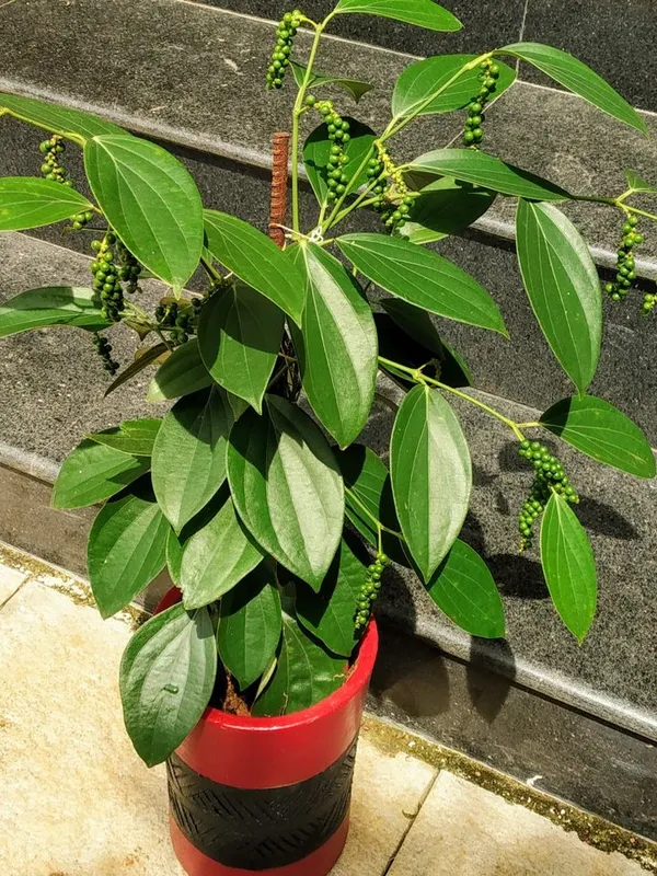 Black_Paper_Spices_Plant_&_Tree_(1.5-3.5_Ft_Hight)_For_Shrub|Bush|Home_Gardening_Black_Paper|Kalimirch__Plant_Hybrid