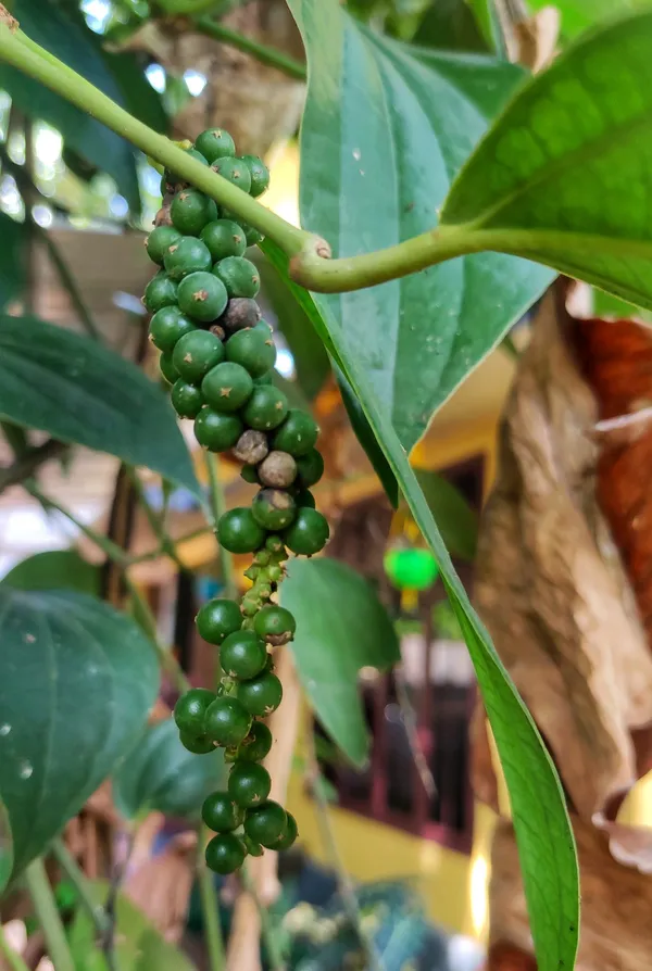 Black_Paper_Spices_Plant_&_Tree_(1.5-3.5_Ft_Hight)_For_Shrub|Bush|Home_Gardening_Black_Paper|Kalimirch__Plant_Hybrid