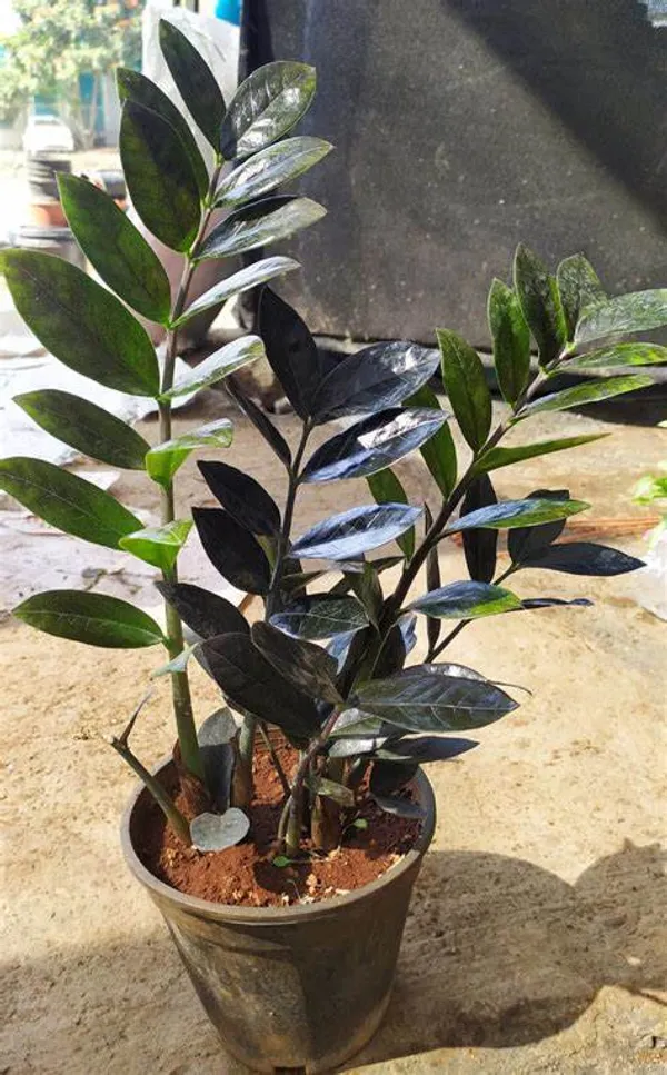 Black_Zz_(Zamioculcas_Zamiifolia)_Indoor_Plant_(1.5-3.5_Ft_Hight)_For_Home_Decoration_&_Garden_Hybrid_Air_Purifying_Zz_Plant
