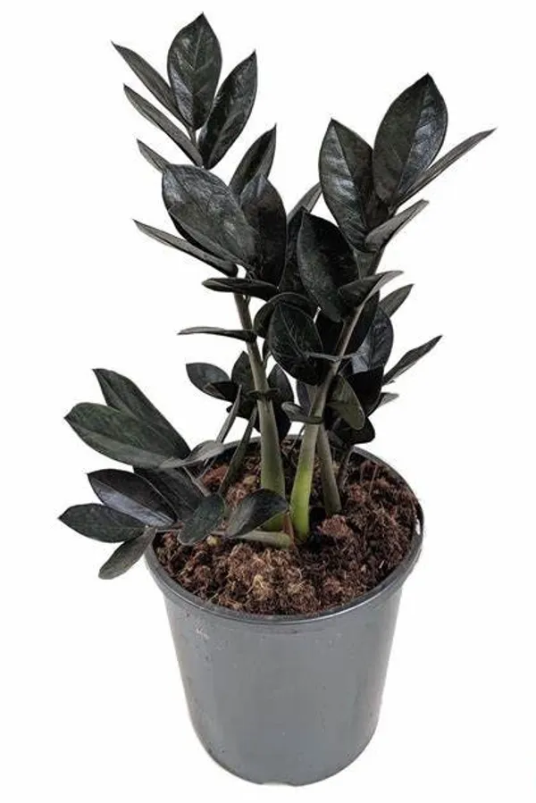 Black_Zz_(Zamioculcas_Zamiifolia)_Indoor_Plant_(1.5-3.5_Ft_Hight)_For_Home_Decoration_&_Garden_Hybrid_Air_Purifying_Zz_Plant