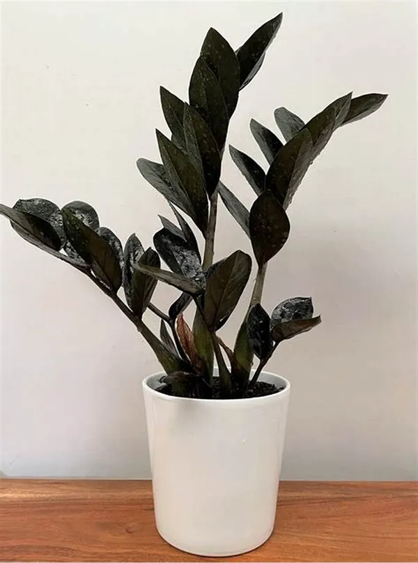 Black_Zz_(Zamioculcas_Zamiifolia)_Indoor_Plant_(1.5-3.5_Ft_Hight)_For_Home_Decoration_&_Garden_Hybrid_Air_Purifying_Zz_Plant