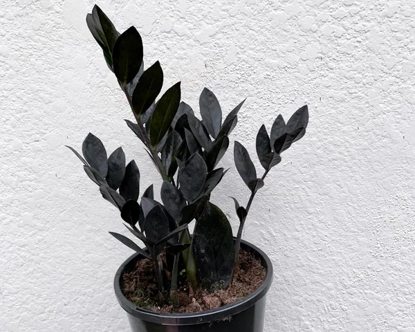 Black_Zz_(Zamioculcas_Zamiifolia)_Indoor_Plant_(1.5-3.5_Ft_Hight)_For_Home_Decoration_&_Garden_Hybrid_Air_Purifying_Zz_Plant