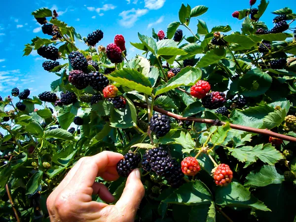 Thai_Variety_Blackberry_Fruit_Plant_&_Tree_(1.5-3.5_Ft_Hight)_For_Your_Home_Gardening_Hybrid