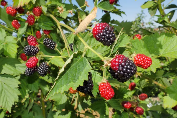 Thai_Variety_Blackberry_Fruit_Plant_&_Tree_(1.5-3.5_Ft_Hight)_For_Your_Home_Gardening_Hybrid
