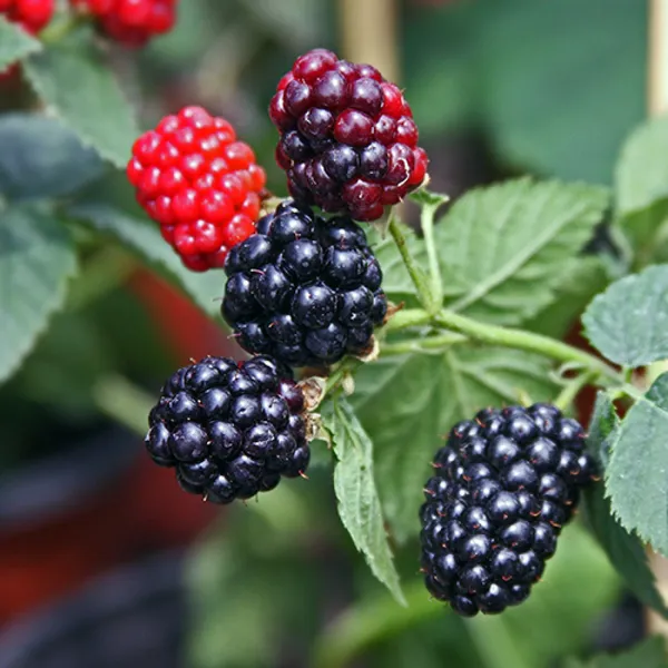 Thai_Variety_Blackberry_Fruit_Plant_&_Tree_(1.5-3.5_Ft_Hight)_For_Your_Home_Gardening_Hybrid