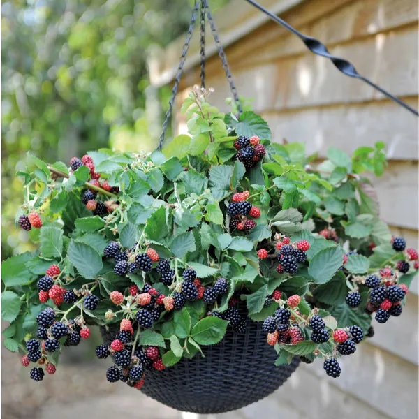 Thai_Variety_Blackberry_Fruit_Plant_&_Tree_(1.5-3.5_Ft_Hight)_For_Your_Home_Gardening_Hybrid
