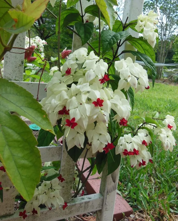 Bleeding_Heart_Vine_Clerodendrum_Thomsoniae__Flower_Plant_1_Healthy__Plant