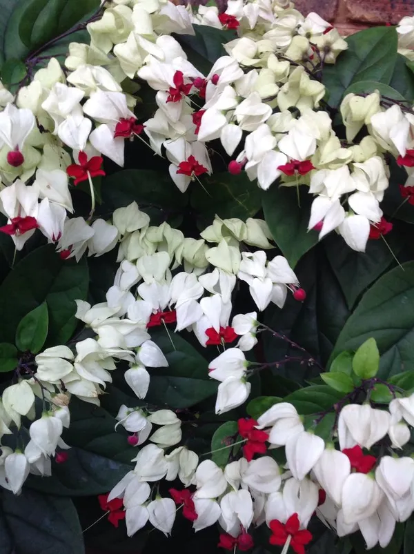 Bleeding_Heart_Vine_Clerodendrum_Thomsoniae__Flower_Plant_1_Healthy__Plant