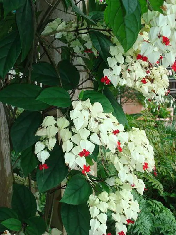 Bleeding_Heart_Vine_Clerodendrum_Thomsoniae__Flower_Plant_1_Healthy__Plant