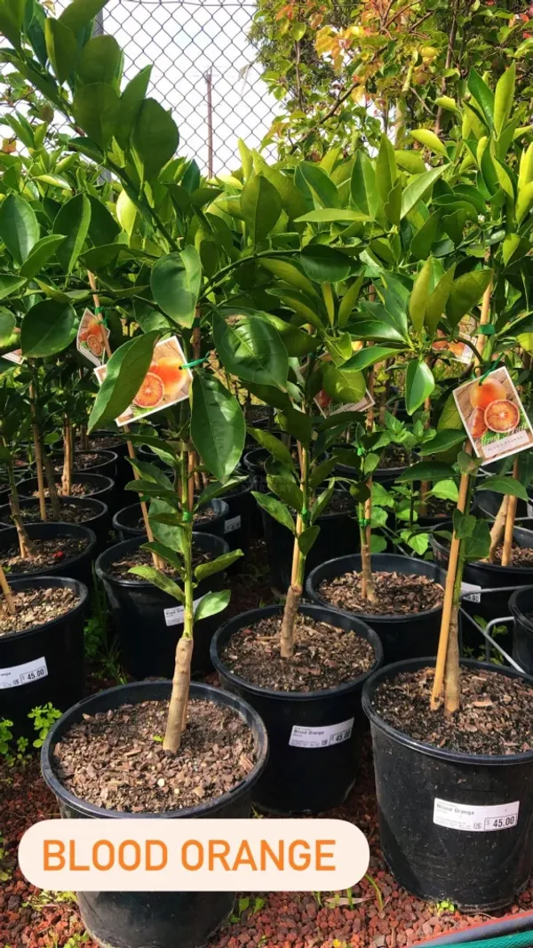 Blood_Orange_Healthy_Fruit_Plant_&_Tree_(1.5-3.5_Ft_Hight)_For_Home_Gardening_Hybrid