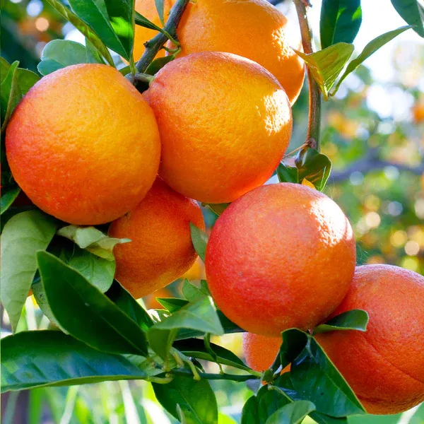 Blood_Orange_Healthy_Fruit_Plant_&_Tree_(1.5-3.5_Ft_Hight)_For_Home_Gardening_Hybrid