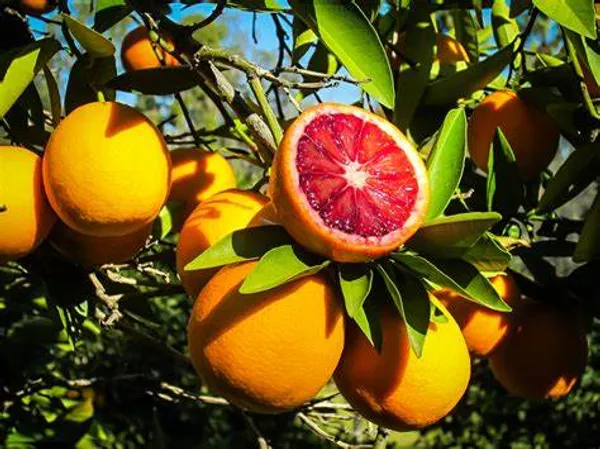 Blood_Orange_Healthy_Fruit_Plant_&_Tree_(1.5-3.5_Ft_Hight)_For_Home_Gardening_Hybrid