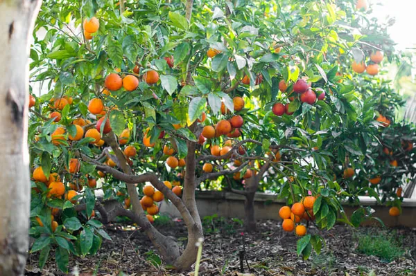 Blood_Orange_Healthy_Fruit_Plant_&_Tree_(1.5-3.5_Ft_Hight)_For_Home_Gardening_Hybrid