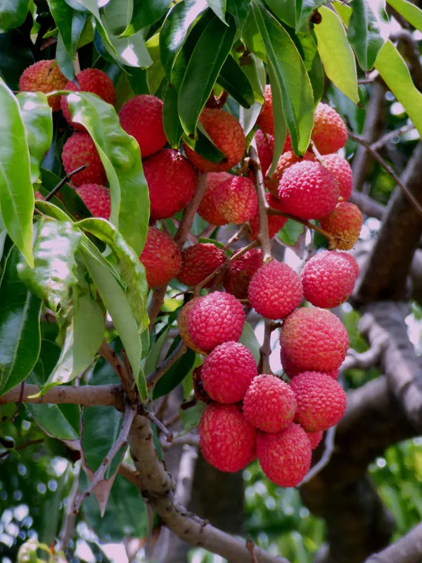 Original_Bombai_Litchi_(Grafted_Fruit_Plant_&_Tree_(1.5-3.5_Ft_Height)_For_Your_Home_Gardening_Hybrid