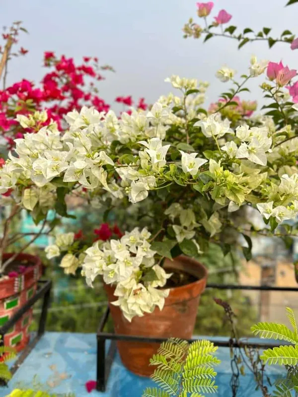 Bougainvillea_Grafted_Flower_1.5-3.5_Ft_Plant
