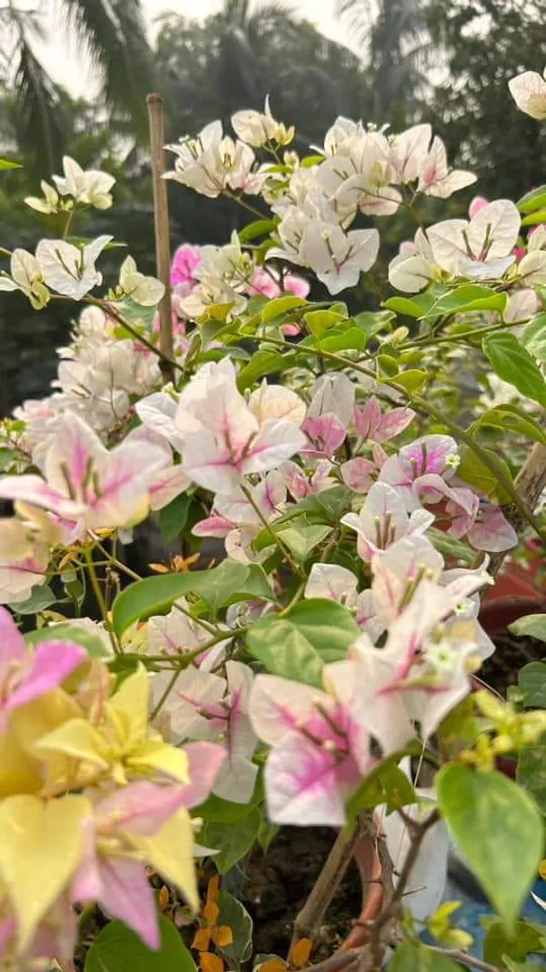 Bougainvillea_Grafted_Flower_1.5-3.5_Ft_Plant