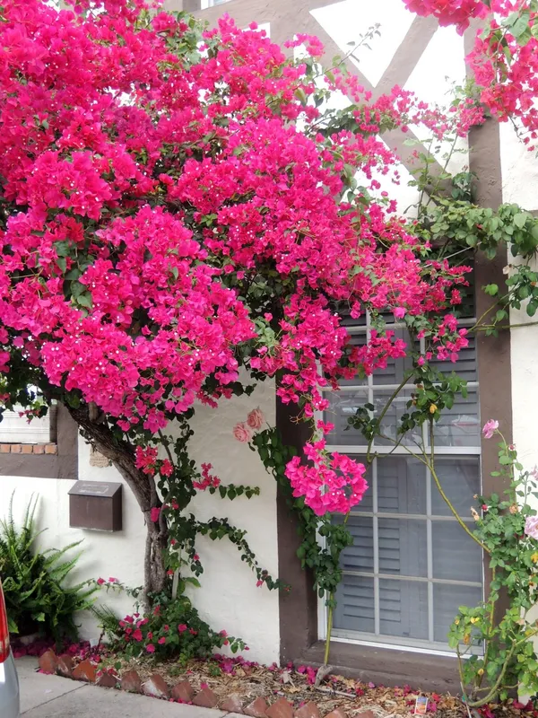 Bougainvillea_Live_Flower_Plant_&_Tree_For_Shrub|Bush|Sweet_Home_Decoration_&_Gardening_(1.5-3.5_Ft_Plant_Hight)