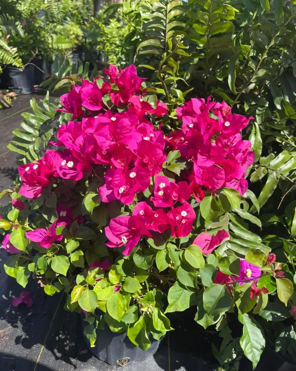 Bougainvillea_Live_Flower_Plant_&_Tree_For_Shrub|Bush|Sweet_Home_Decoration_&_Gardening_(1.5-3.5_Ft_Plant_Hight)