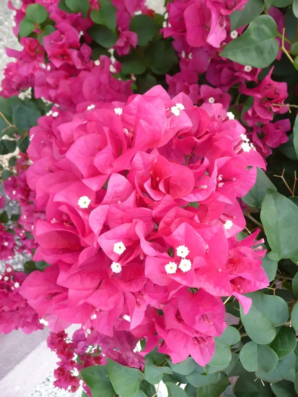Bougainvillea_Live_Flower_Plant_&_Tree_For_Shrub|Bush|Sweet_Home_Decoration_&_Gardening_(1.5-3.5_Ft_Plant_Hight)