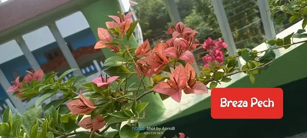 Bougainvillea_Peach__Flower_Plant