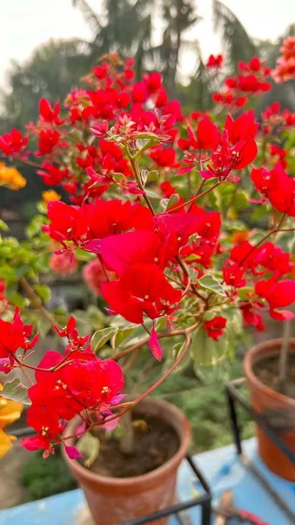 Red_Grafted_ougainvillea_Flower_Plant
