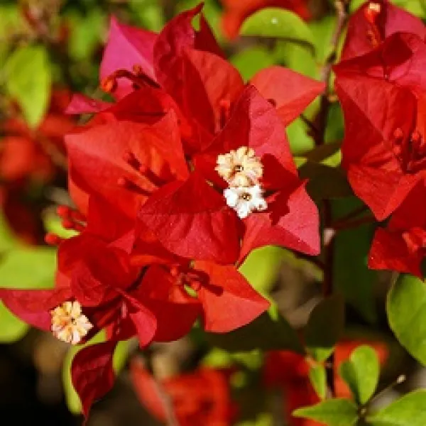 Red_Grafted_ougainvillea_Flower_Plant