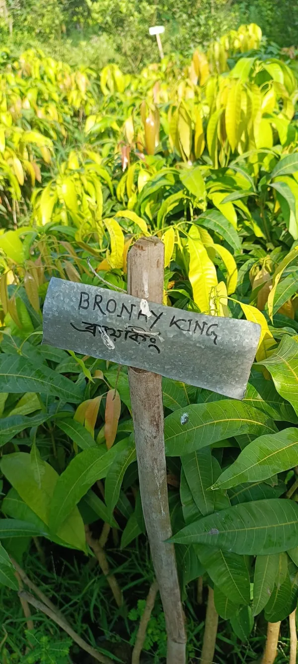 Brunei_King_Jambo_Size_Mango_Fruit_Plant_&_Tree_(1.5-3.5_Ft_Hight)_For_Sweet_Home_Garden_Hybrid