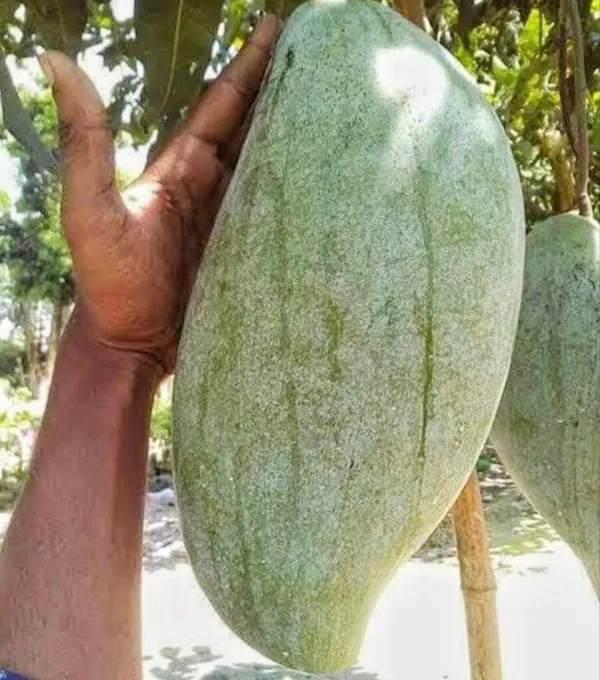 Brunei_King_Jambo_Size_Mango_Fruit_Plant_&_Tree_(1.5-3.5_Ft_Hight)_For_Sweet_Home_Garden_Hybrid