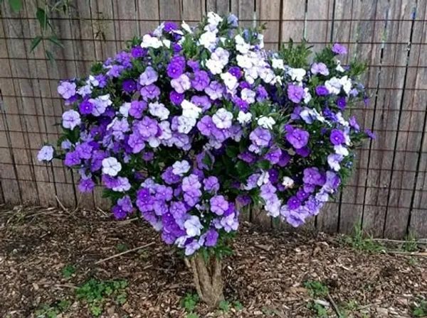Brunfelsia_Latifolia_Yesterday_Today_Tomorrow_Exotic_Rare_Flowering__Plant_For_Your_Home_Decoration_&_Gardening