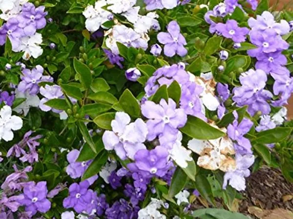Brunfelsia_Latifolia_Yesterday_Today_Tomorrow_Exotic_Rare_Flowering__Plant_For_Your_Home_Decoration_&_Gardening