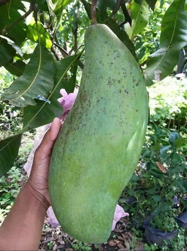 Burin_King_Jambo_Size_Mango_Fruit_Plant_&_Tree_(1.5-3.5_Ft_Hight)_For_Your_Home_Gardening_Hybrid
