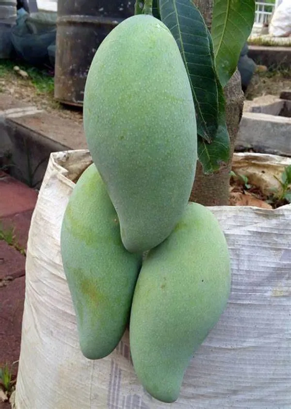 Burin_King_Jambo_Size_Mango_Fruit_Plant_&_Tree_(1.5-3.5_Ft_Hight)_For_Your_Home_Gardening_Hybrid