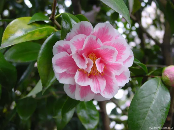 Camellia_Flower_Plant