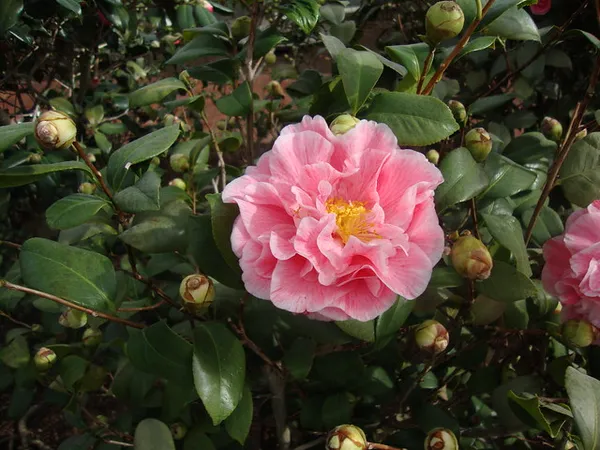 Camellia_Flower_Plant