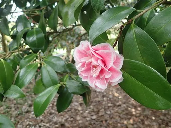 Camellia_Flower_Plant