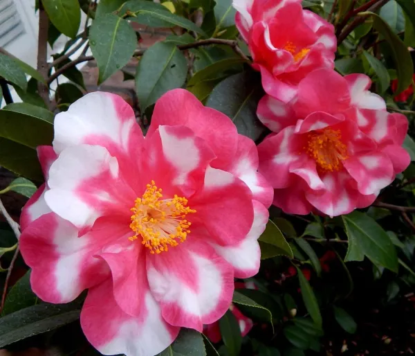 Camellia_Bicolor_Flowering_Plant_&_Tree_For_Shrub|Bush|Home_Gardening_Camellia_(Red_&_White)_Flower_Plant