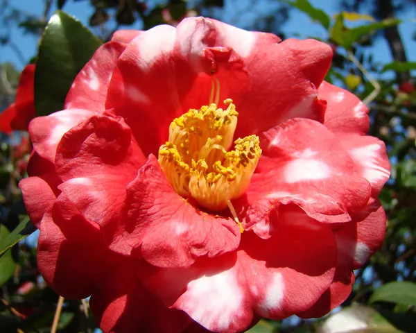 Camellia_Bicolor_Flowering_Plant_&_Tree_For_Shrub|Bush|Home_Gardening_Camellia_(Red_&_White)_Flower_Plant
