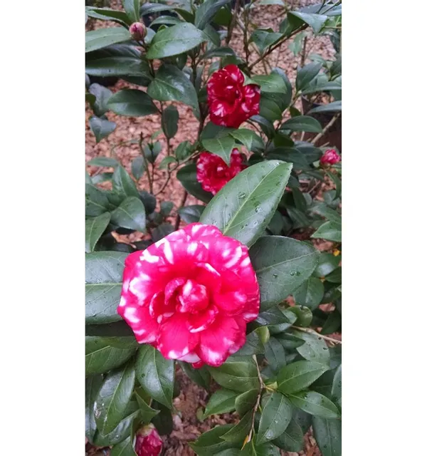 Camellia_Bicolor_Flowering_Plant_&_Tree_For_Shrub|Bush|Home_Gardening_Camellia_(Red_&_White)_Flower_Plant