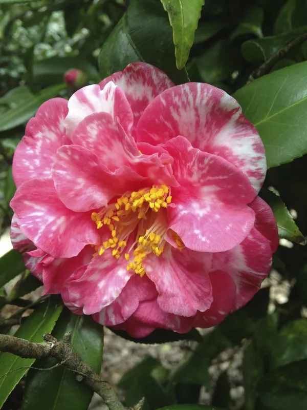 Camellia_Flowering_Plant_&_Tree_(1.5-3.5_Ft_Hight)_For_Shrub/Bush/Home_Gardening_Camellia_Hybrid_Flower_Plant