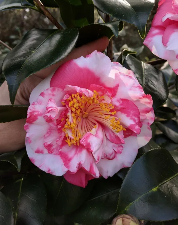 Camellia_Flowering_Plant_&_Tree_(1.5-3.5_Ft_Hight)_For_Shrub/Bush/Home_Gardening_Camellia_Hybrid_Flower_Plant